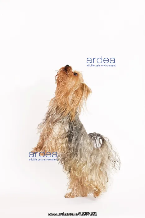: Yorkshire Terrier Dog : Yorkshire Terrier Dog
