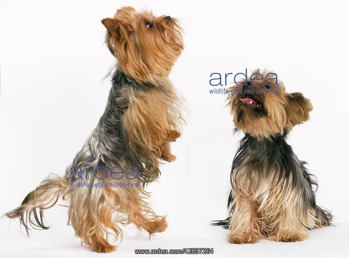 : Yorkshire Terrier Dog : Yorkshire Terrier Dog