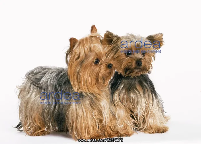 : Yorkshire Terrier Dog : Yorkshire Terrier Dog