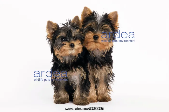 : Yorkshire Terrier Dog : Yorkshire Terrier Dog