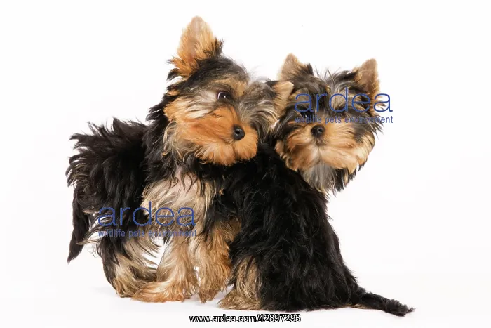 : Yorkshire Terrier Dog : Yorkshire Terrier Dog