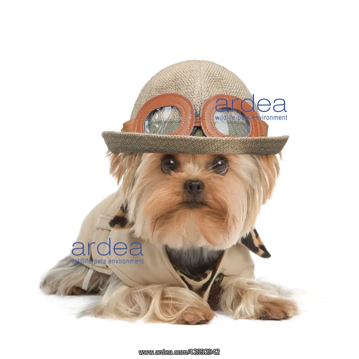 : Yorkshire Terrier Dog : Yorkshire Terrier Dog