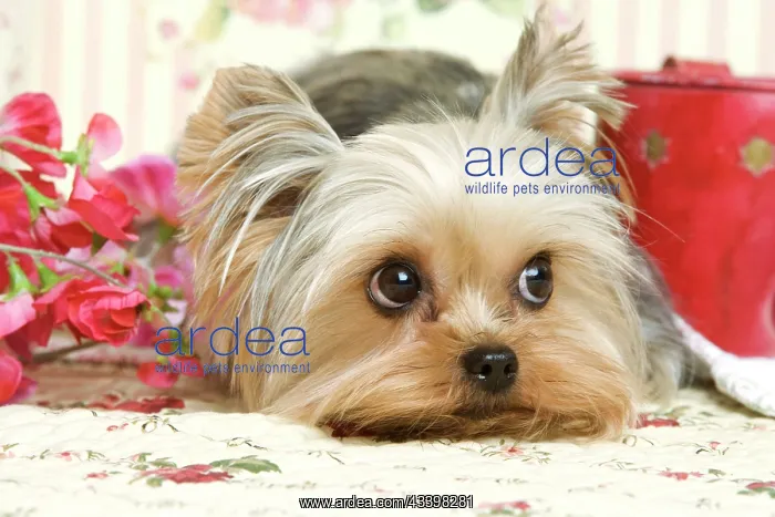  : Yorkshire Terrier Dog