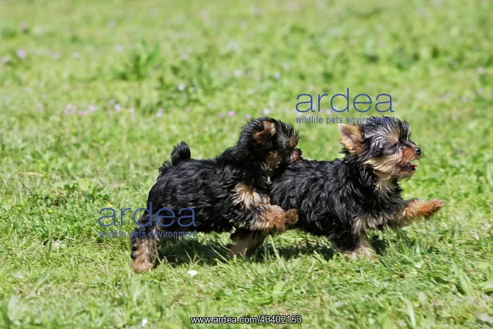 : Yorkshire Terrier Dog : Yorkshire Terrier Dog