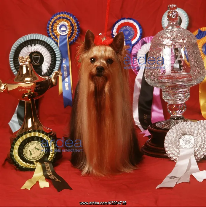 : Yorkshire Terrier DOG - Champion Ozmilian Mystification : Yorkshire Terrier DOG - Champion Ozmilian Mystification