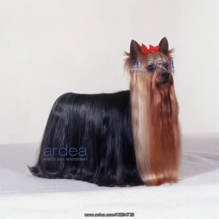  : Yorkshire Terrier DOG - Crufts champion - best in show 1997