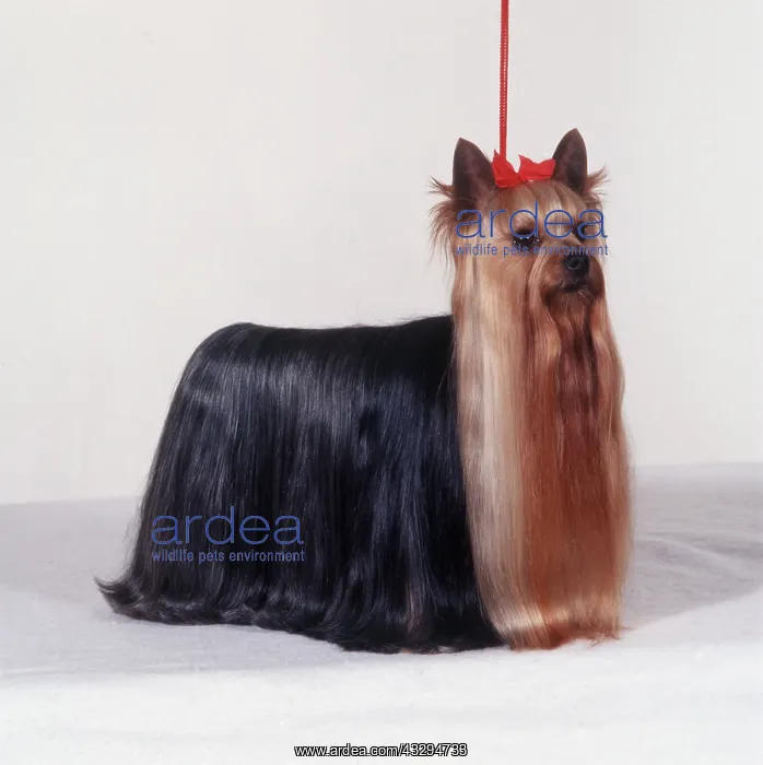 : Yorkshire Terrier DOG - Crufts champion - best in show, 1997 : Yorkshire Terrier DOG - Crufts champion - best in show, 1997