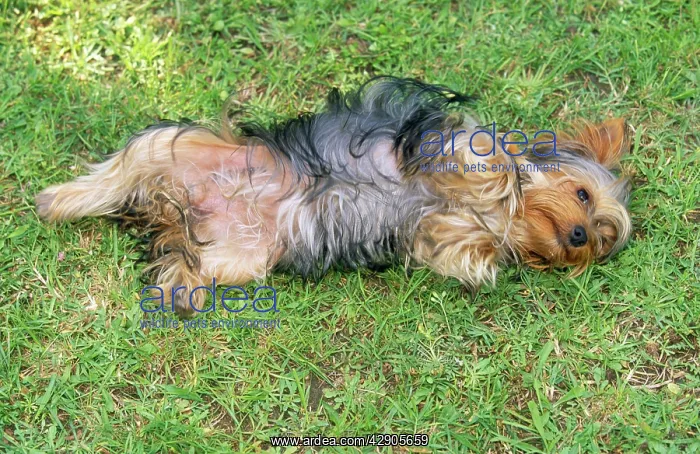 : Yorkshire Terrier Dog - lying on grass : Yorkshire Terrier Dog - lying on grass