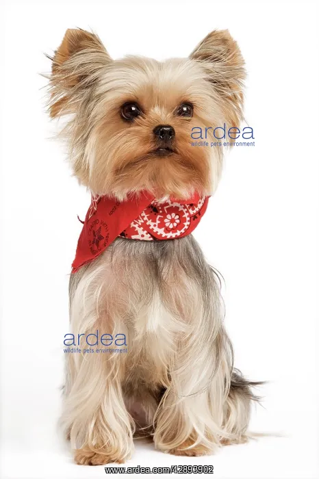  : Yorkshire Terrier Dog - With neckchief