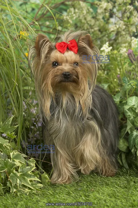  : Yorkshire Terrier dog outdoors in the garden