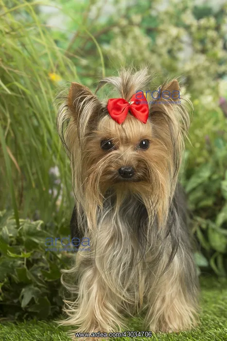  : Yorkshire Terrier dog outdoors in the garden