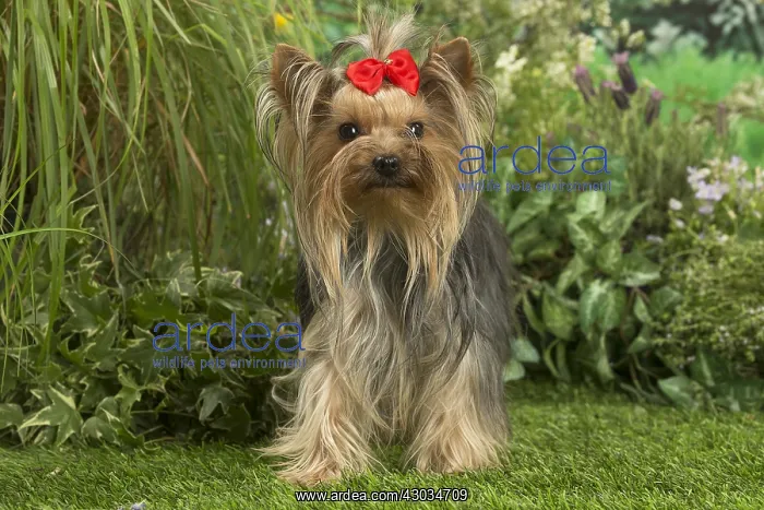  : Yorkshire Terrier dog outdoors in the garden