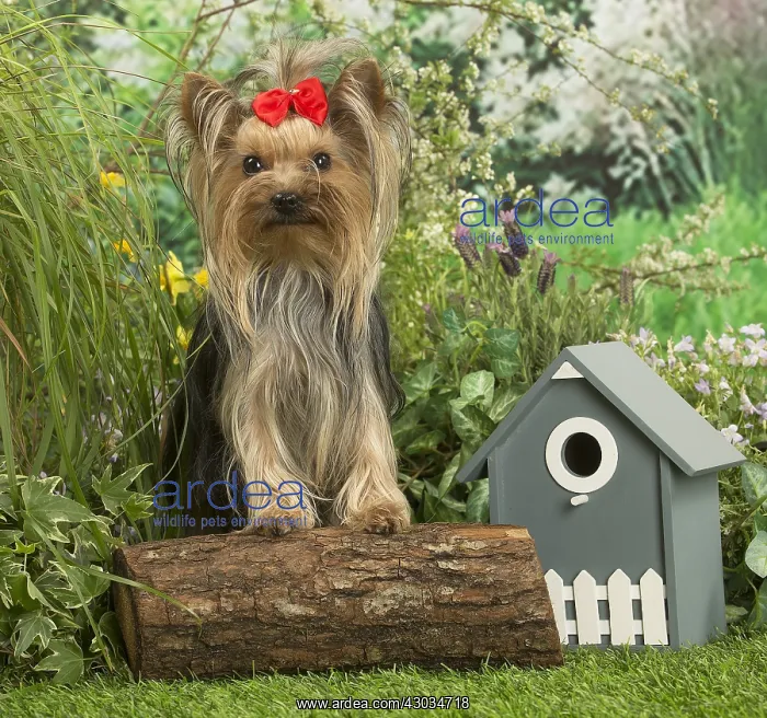  : Yorkshire Terrier dog outdoors in the garden