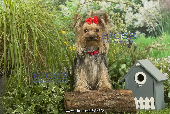  : Yorkshire Terrier dog outdoors in the garden