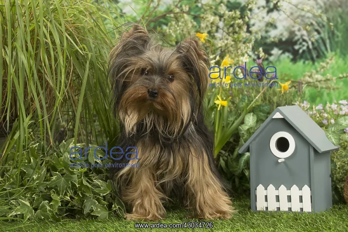  : Yorkshire Terrier dog outdoors in the garden