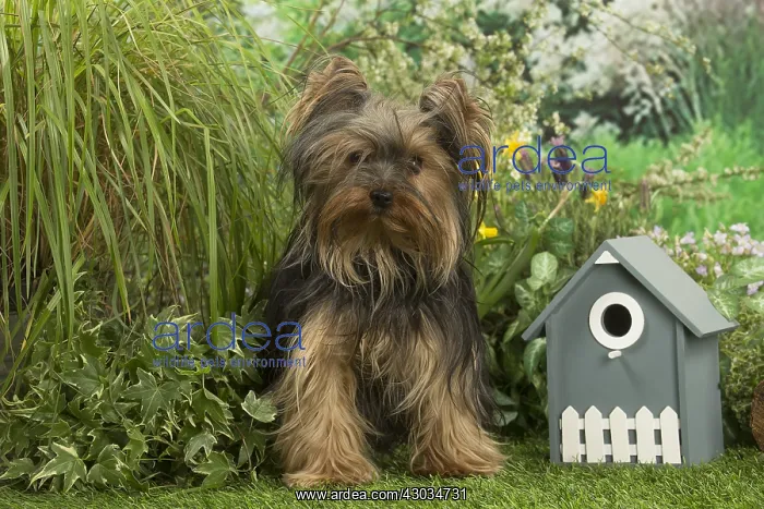  : Yorkshire Terrier dog outdoors in the garden