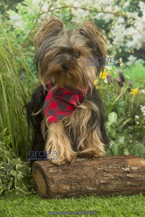  : Yorkshire Terrier dog outdoors in the garden