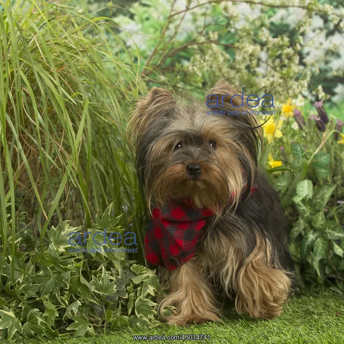  : Yorkshire Terrier dog outdoors in the garden