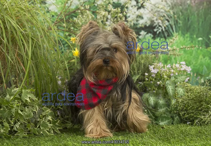  : Yorkshire Terrier dog outdoors in the garden