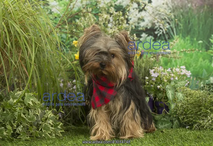  : Yorkshire Terrier dog outdoors in the garden