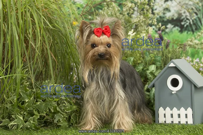  : Yorkshire Terrier dog outdoors in the garden