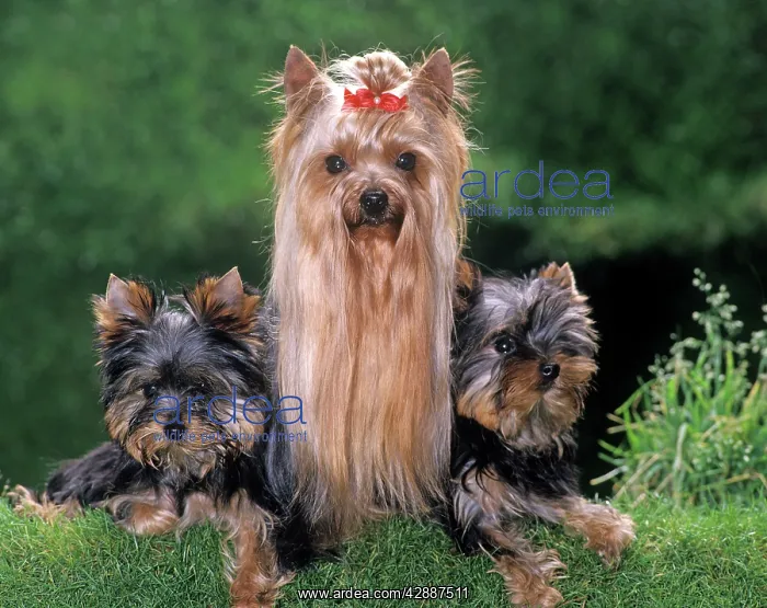 : Yorkshire Terrier Dog - with puppies : Yorkshire Terrier Dog - with puppies
