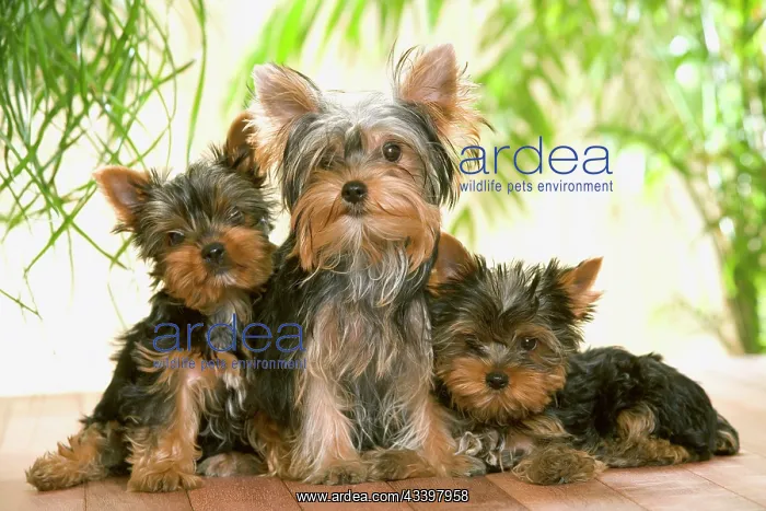  : Yorkshire Terrier Dog - with puppies