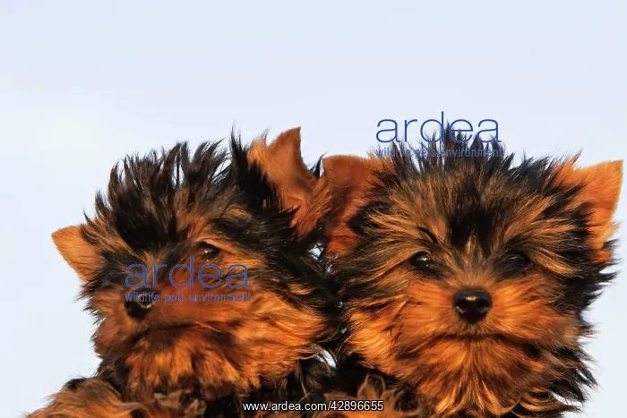 : Yorkshire Terrier Dog - puppy : Yorkshire Terrier Dog - puppy