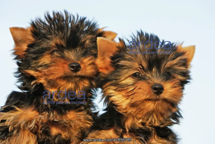 : Yorkshire Terrier Dog - puppy : Yorkshire Terrier Dog - puppy
