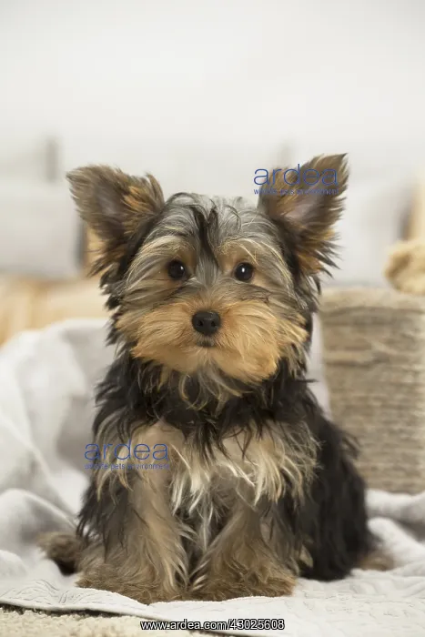  : Yorkshire Terrier Dog, puppy