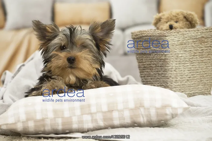  : Yorkshire Terrier Dog, puppy