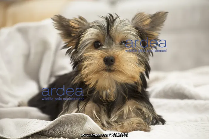  : Yorkshire Terrier Dog, puppy