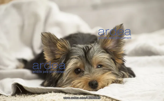  : Yorkshire Terrier Dog, puppy