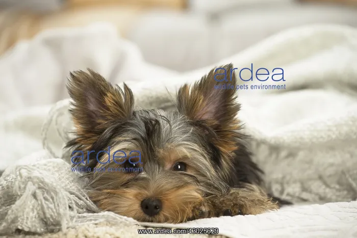  : Yorkshire Terrier Dog, puppy