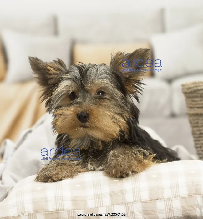  : Yorkshire Terrier Dog, puppy