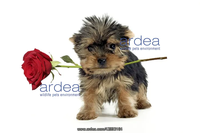 : Yorkshire Terrier Dog, puppy holding red rose : Yorkshire Terrier Dog, puppy holding red rose
