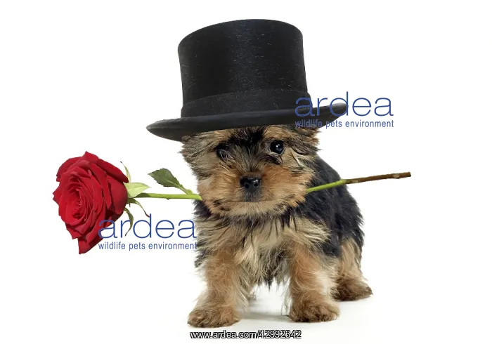 : Yorkshire Terrier Dog, puppy holding red rose wearing : Yorkshire Terrier Dog, puppy holding red rose wearing
