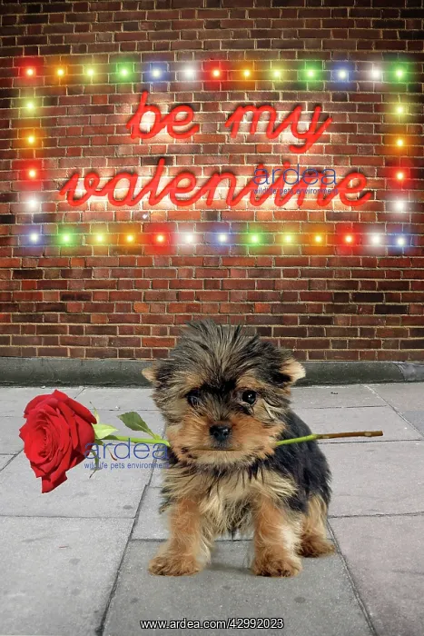 : Yorkshire Terrier Dog, puppy in street scene holding : Yorkshire Terrier Dog, puppy in street scene holding