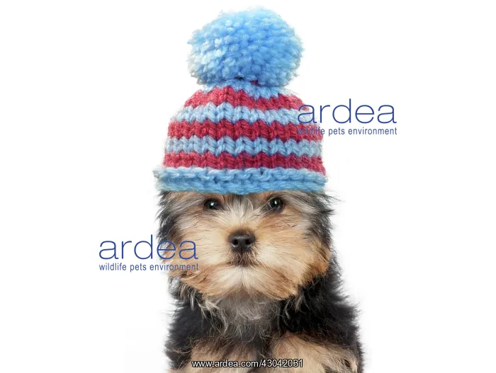 : Yorkshire terrier Dog, puppy wearing woolly bobble hat : Yorkshire terrier Dog, puppy wearing woolly bobble hat