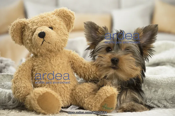 : Yorkshire Terrier Dog, puppy Yorkshire Terrier Dog : Yorkshire Terrier Dog, puppy Yorkshire Terrier Dog
