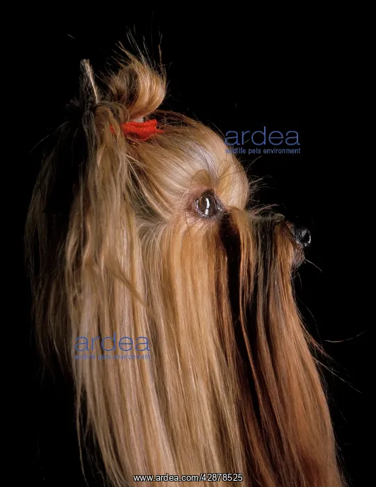 : Yorkshire Terrier Dog - Side view : Yorkshire Terrier Dog - Side view