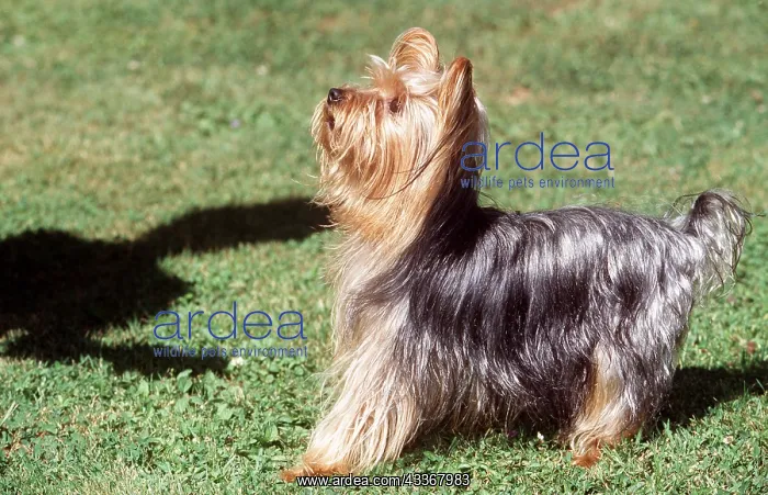  : YORKSHIRE TERRIER DOG side view
