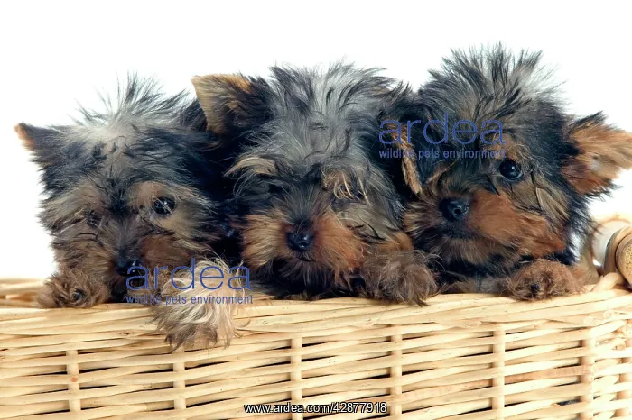: Yorkshire Terrier Dogs - three puppies in basket : Yorkshire Terrier Dogs - three puppies in basket
