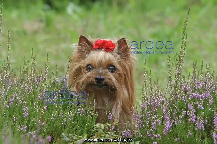 : Yorkshire Terrier, female, 9 years old, behind Erica : Yorkshire Terrier, female, 9 years old, behind Erica