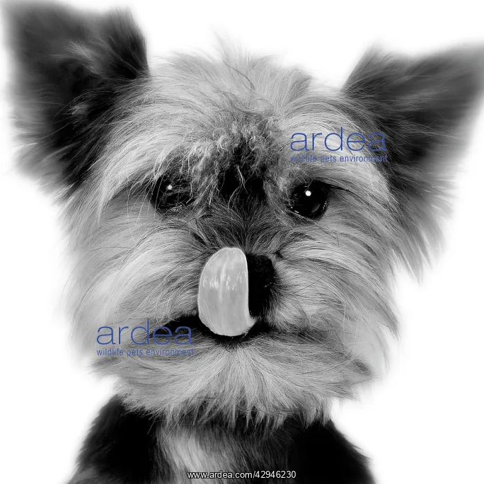 : Yorkshire Terrier - licking nose : Yorkshire Terrier - licking nose