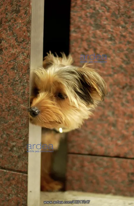 : Yorkshire Terrier looking out from between marble : Yorkshire Terrier looking out from between marble
