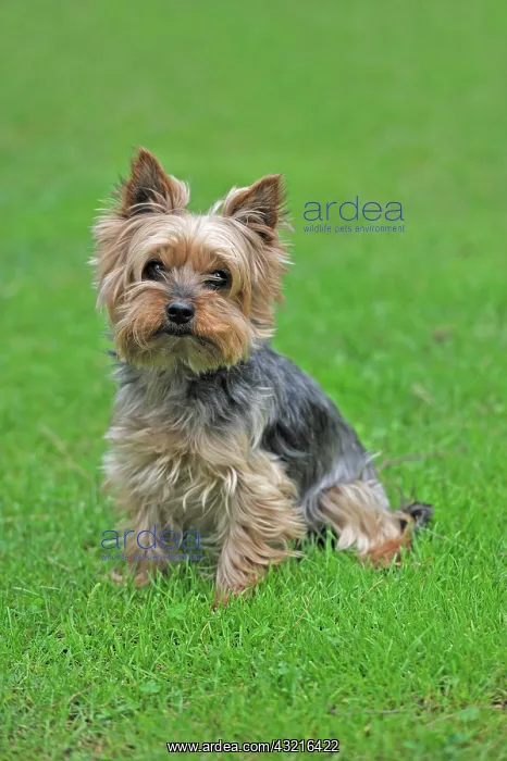 : Yorkshire terrier, in a meadow : Yorkshire terrier, in a meadow