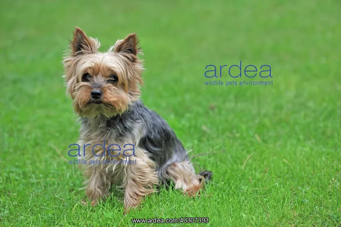 : Yorkshire terrier, in a meadow Yorkshire Terrier : Yorkshire terrier, in a meadow Yorkshire Terrier