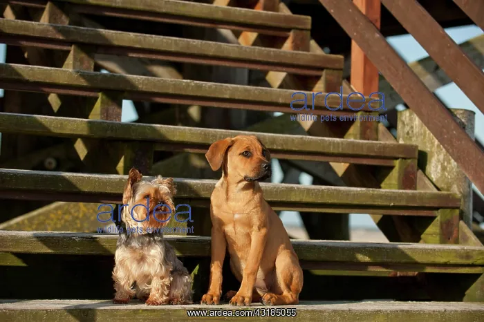 : A Yorkshire Terrier and a mixed breed puppy sitting : A Yorkshire Terrier and a mixed breed puppy sitting