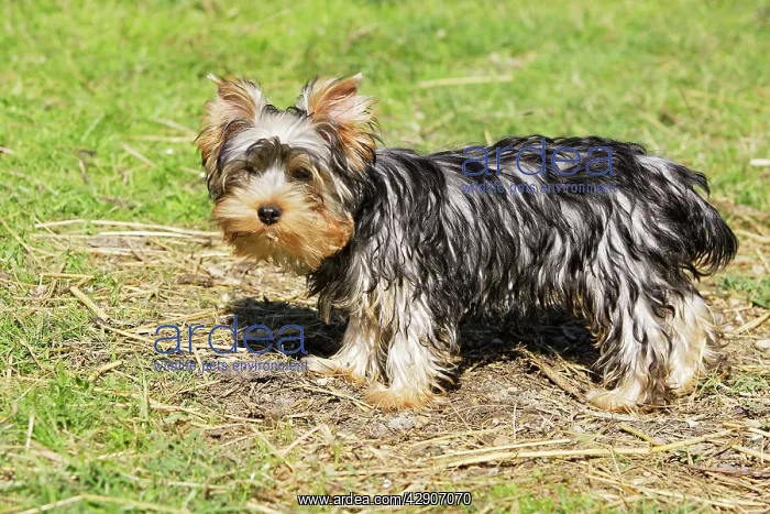  : Yorkshire Terrier - puppy